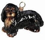 Cavalier King Charles Black and Tan